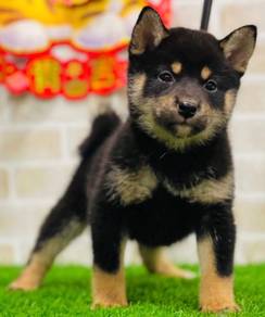Shiba inu black tan mka mka mka