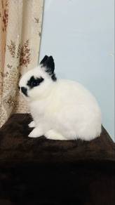 netherland dwarf rabbit buck sekali sangkar