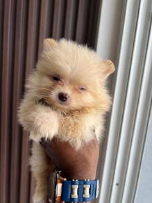 mini Pomeranian 1