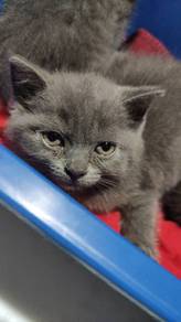 bsh 