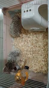 Hedgehog 