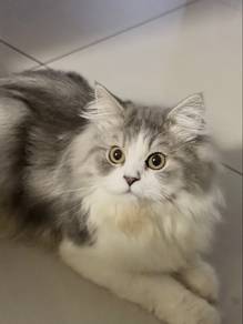 BLH kitten for adoption