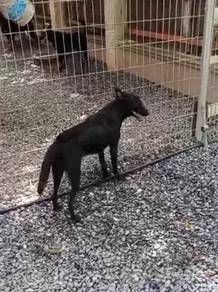 Belgian shepherd Malinois black color