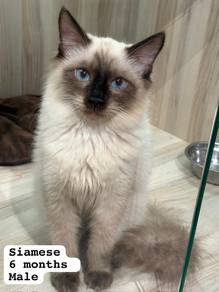 Siamese Untuk Dijual !!
