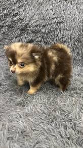 Pure Breed Mini Merle Pomeranian (Male) 迷你 陨石博美 男生