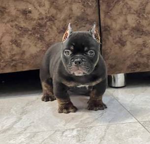 AMERICAN BULLY PUPPIES S137 🐻 Rehome Male Female