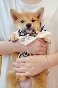 Shiba Inu