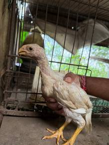 Ayam anak aseel parrotbeak ori