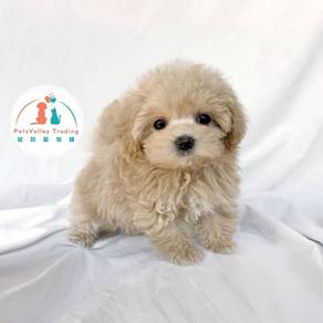 Poodle Toy