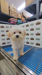 Tiny Maltipoo Male KL Pet Shop can visit first Puc