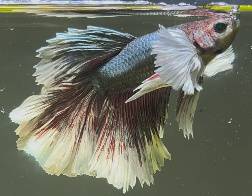Betta fish