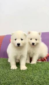 Samoyed male female puppies