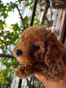 toy poodle 6