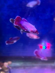 Dumbo Female Dumbo Betina Betta Ikan Laga