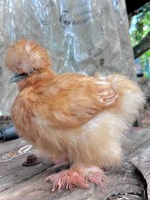 us silkie chicken ayam silkie