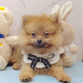 Pomeranian