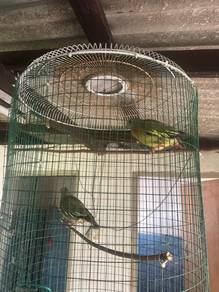 burung