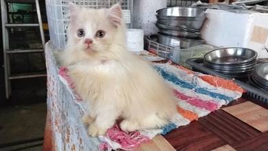 Cute Persian Kitten (Cream White)