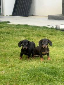Mini Dacshund puppies