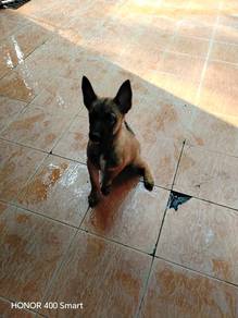 Belgium Shepard/Malinois
