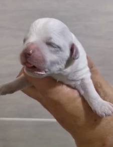 Bichon