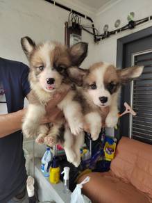 Pembroke welsh corgi q