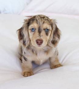 Q8812 Mini Dachshund blue eyes long haired puppy
