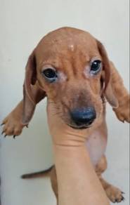 Daschund