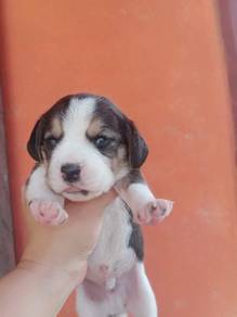 Beagle