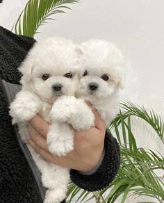 BCC_B662 Bichon Frise cute white puppy