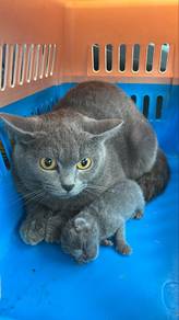 Bsh for Rehome