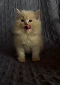 Mainecoon mix Turkish Anggora