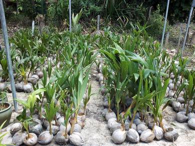 Benih kelapa SGG CN16 TULEN.