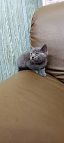 bsh
