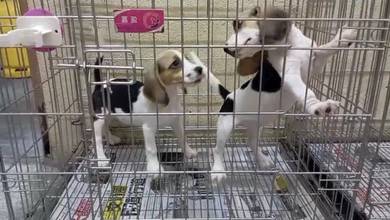 Beagle with MKA Cert Microchip Pup