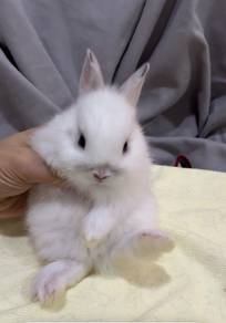 Rabbit Netherland Dwarf