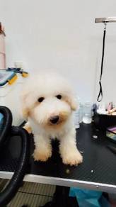 Adult White Toy Poodle Male looking for new owner