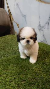 Shih Tzu 