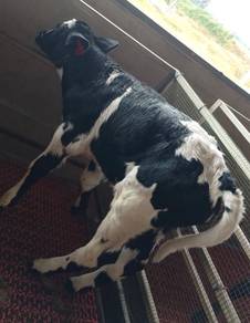 Anak Lembu Susu Jantan