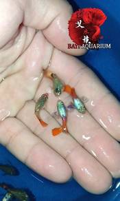 shortbody platinum redtail guppy