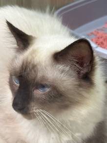 Siamese Cat for Sale