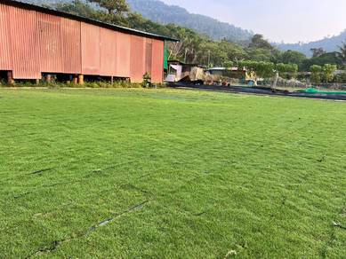 Rumput Segar Terus Dari Pembekal