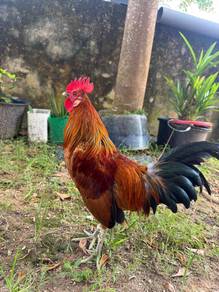 Ayam Hutan