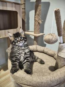 Mix mainecoon