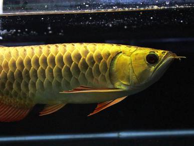 Arowana golden head crossback 10 inch