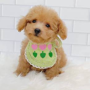 Toy Poodle