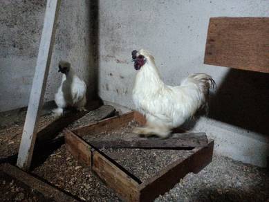 ayam sutera