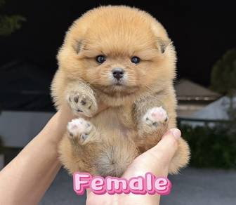Pomeranian Bear Face Tiny Female Puppy