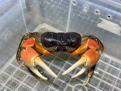 Fresh Water Land Crab