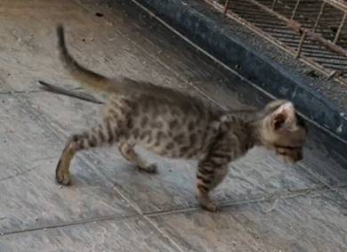 kucing bengal